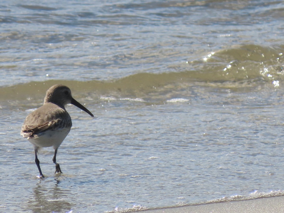 ハマシギ - ML646982426