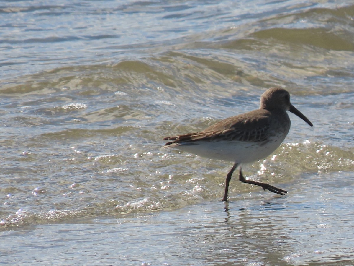 ハマシギ - ML646982427