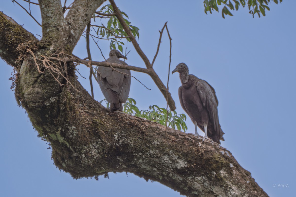 svartkondor - ML646982428