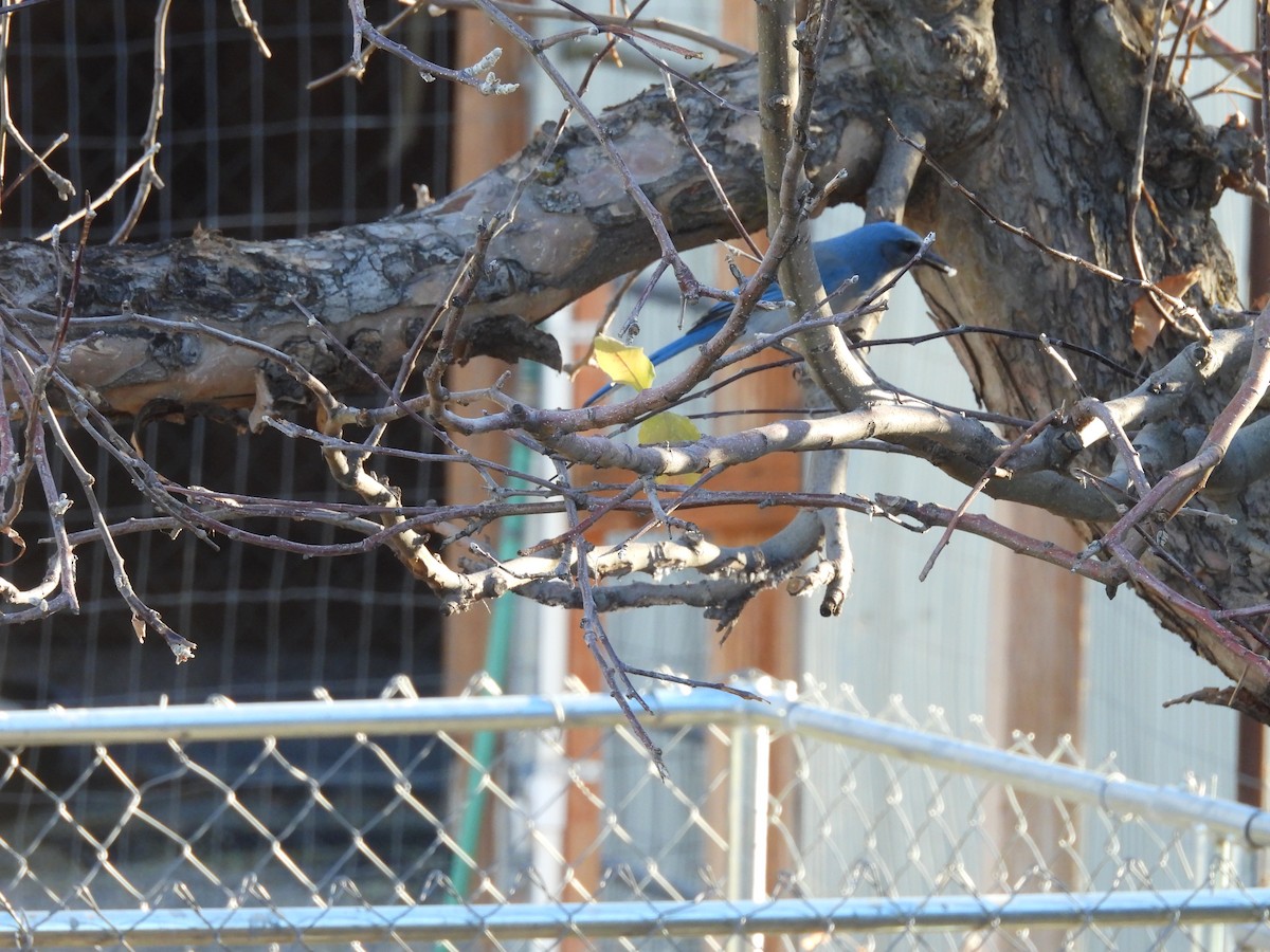 Woodhouse's Scrub-Jay - ML646982432
