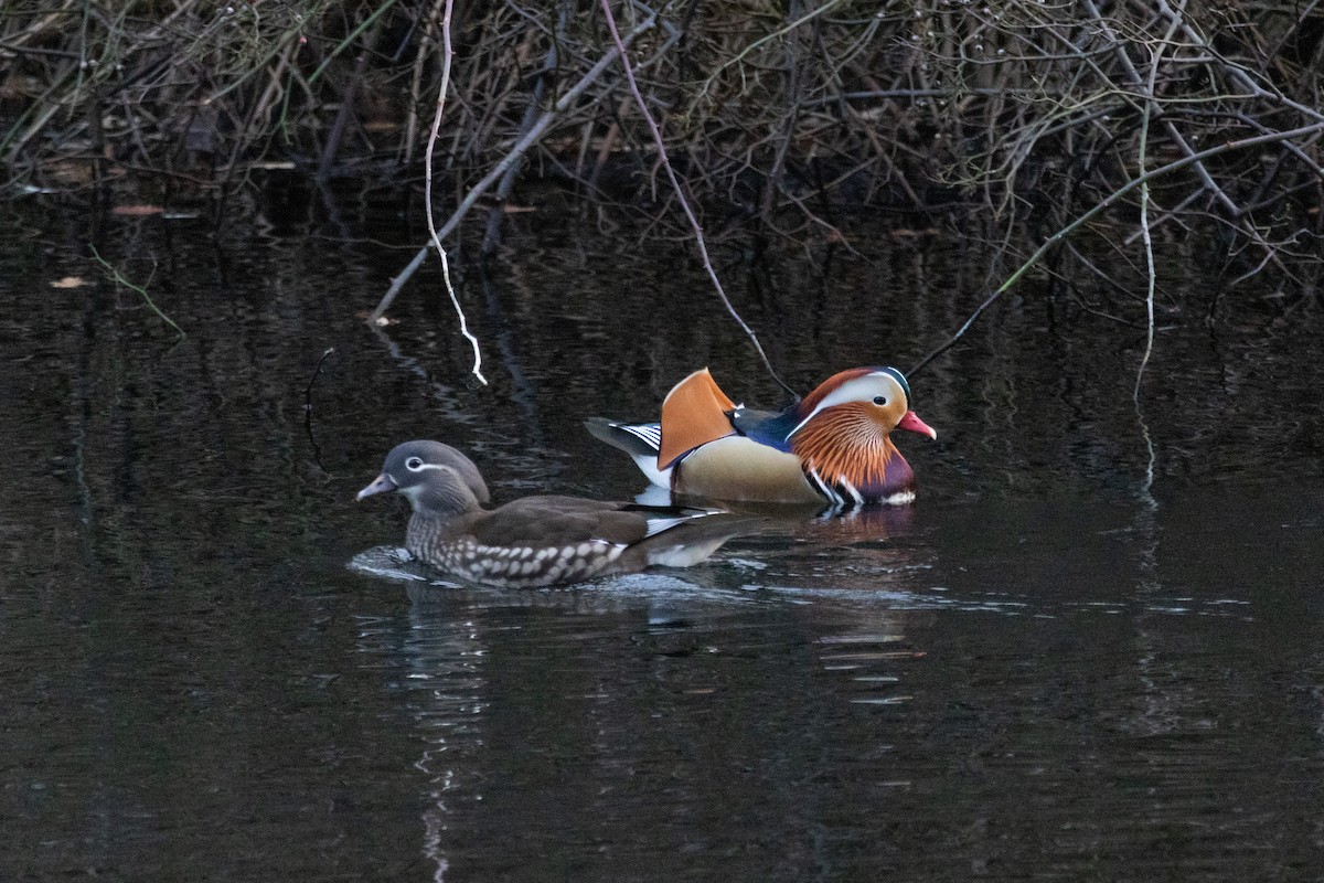 Мандаринка - ML646982433