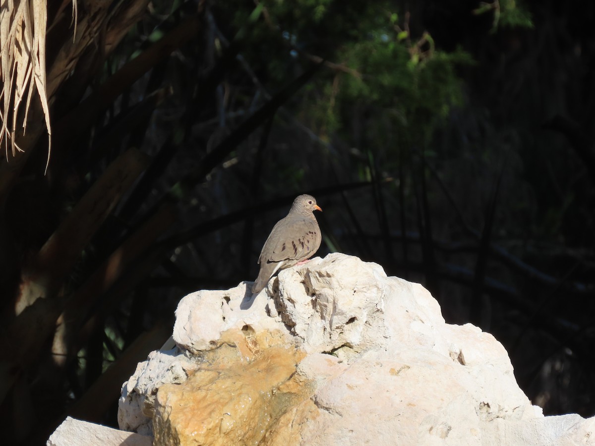 Serçe Kumrusu - ML646982437