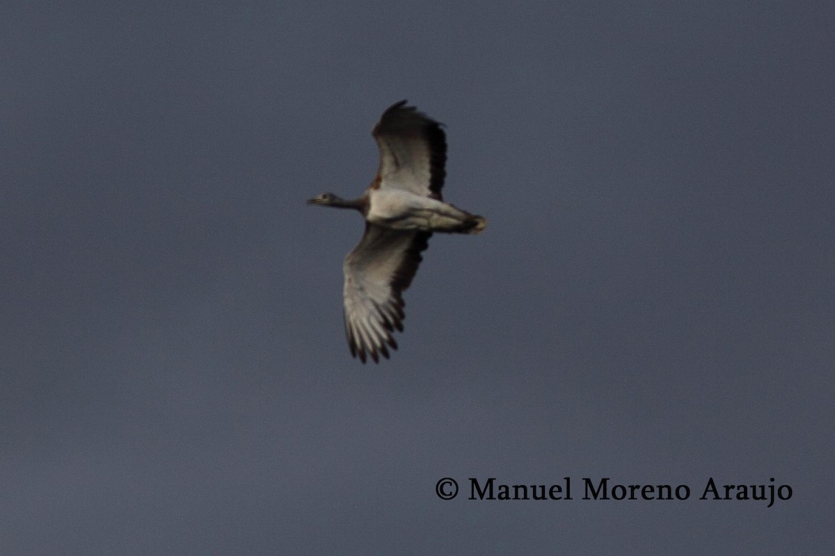 Great Bustard - ML646982439