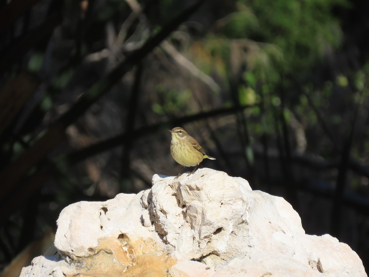 Palm Warbler - ML646982444