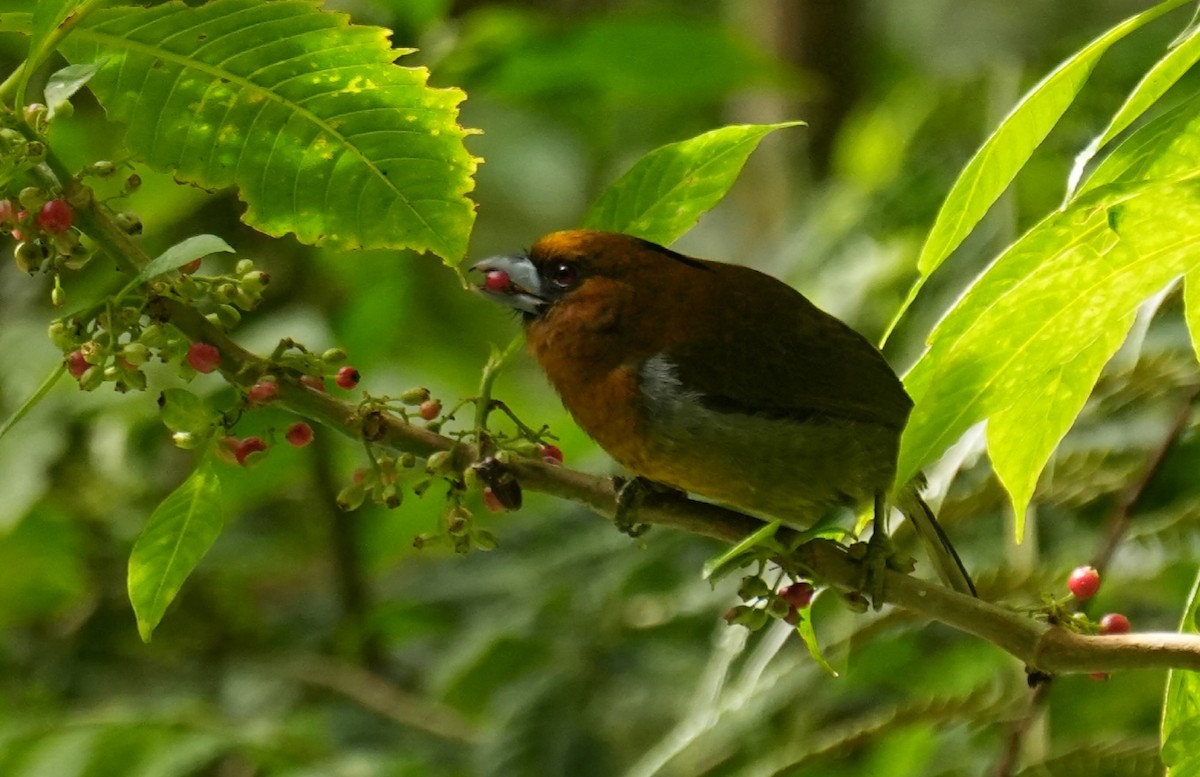 Prong-billed Barbet - ML646982458
