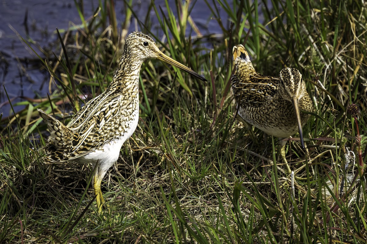 Magellanic Snipe - ML646982462