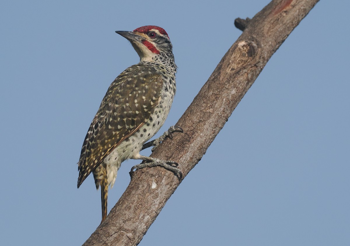 Nubierspecht - ML646982463