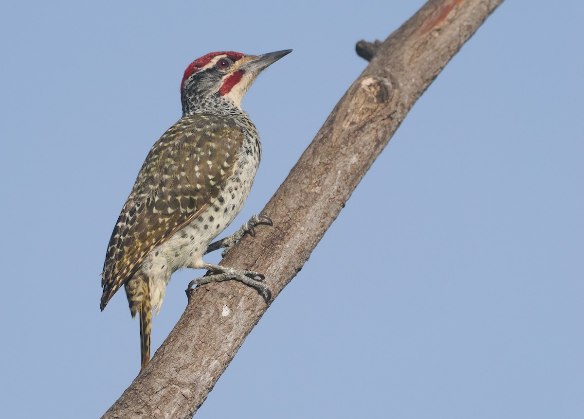 Nubierspecht - ML646982464