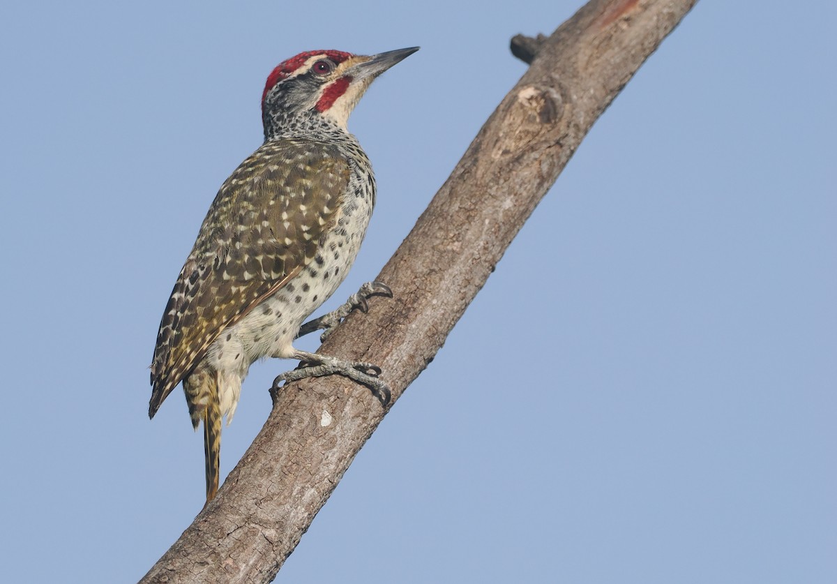 Nubierspecht - ML646982465