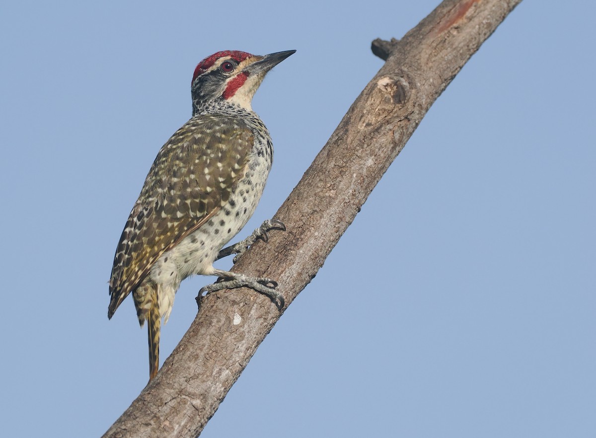 Nubierspecht - ML646982466