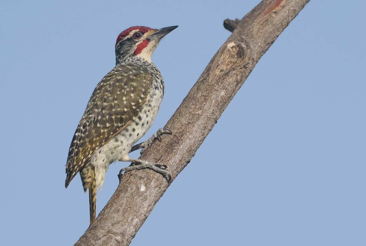 Nubierspecht - ML646982467