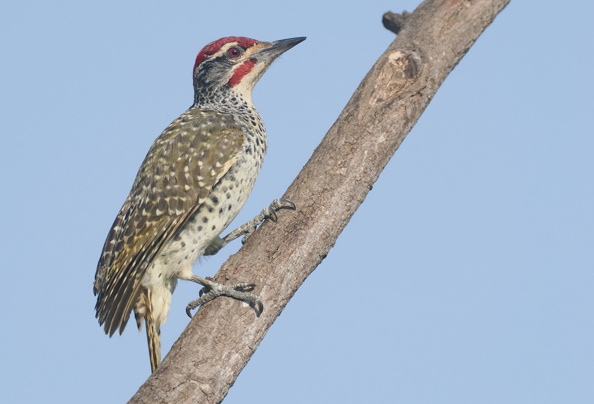 Nubierspecht - ML646982468