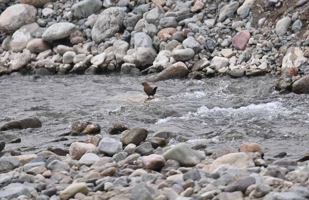 Brown Dipper - ML646982473