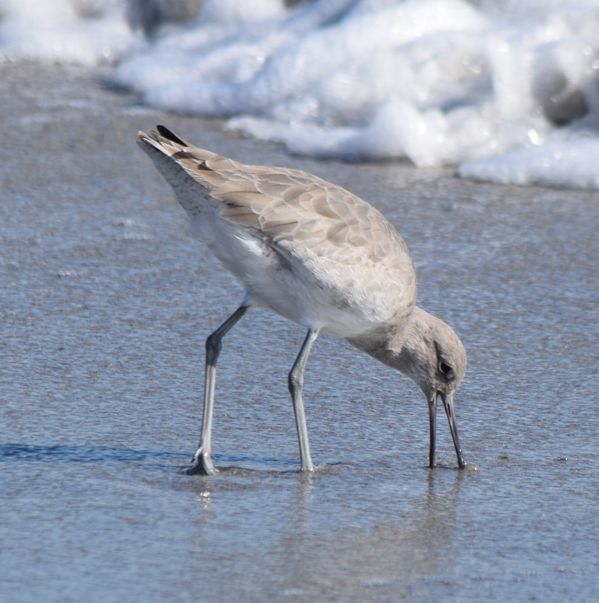 Kuliska erdipalmatua - ML646982474