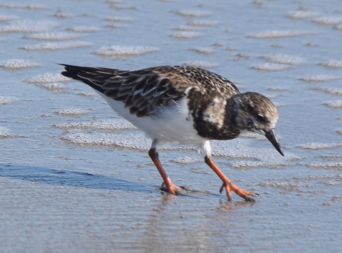 Harri-iraulari arrunta - ML646982477