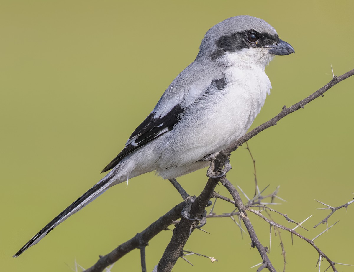 ヨーロッパオオモズ - ML646982478