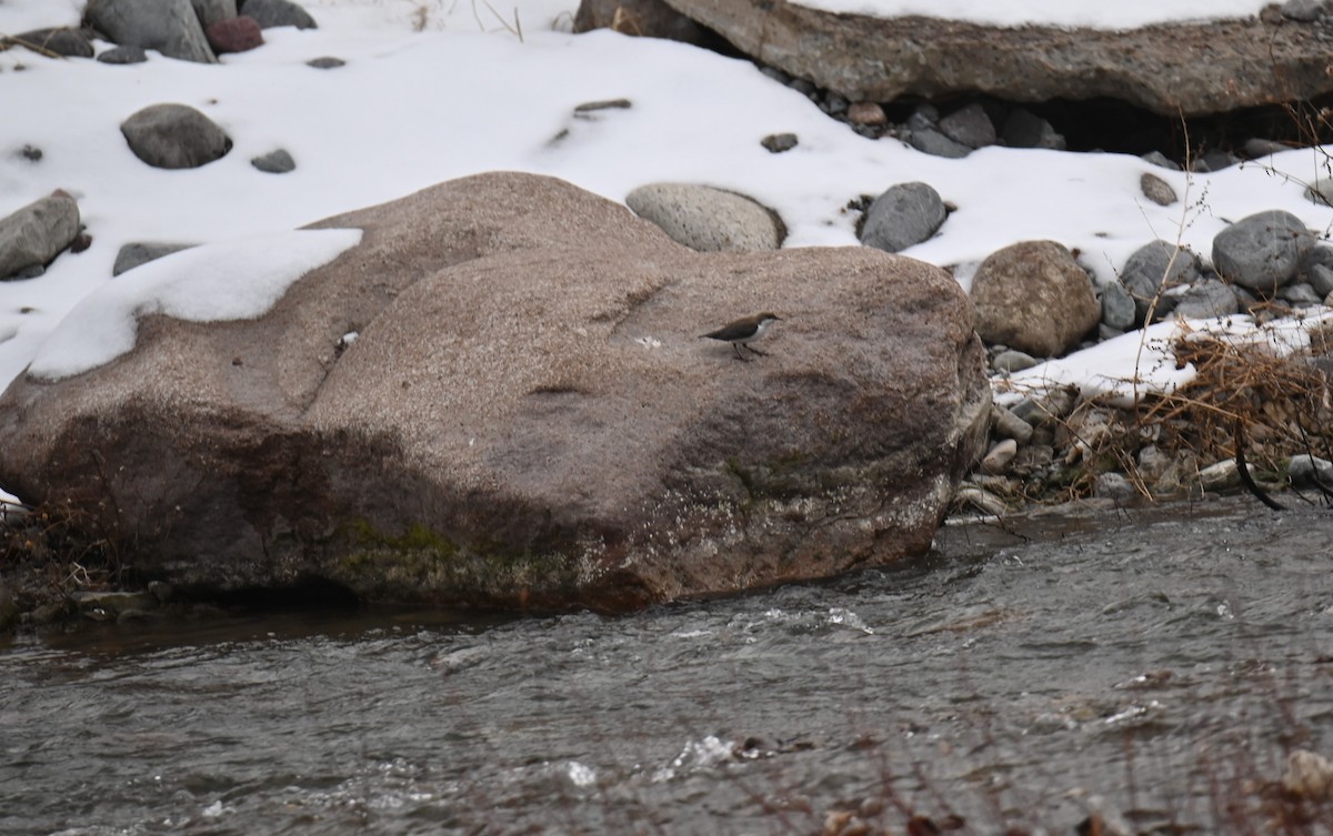 White-throated Dipper - ML646982479