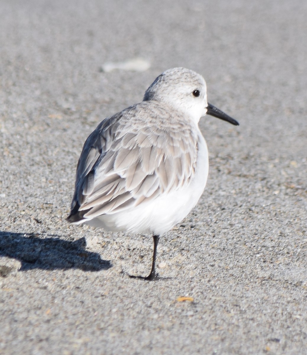 Txirri zuria - ML646982480