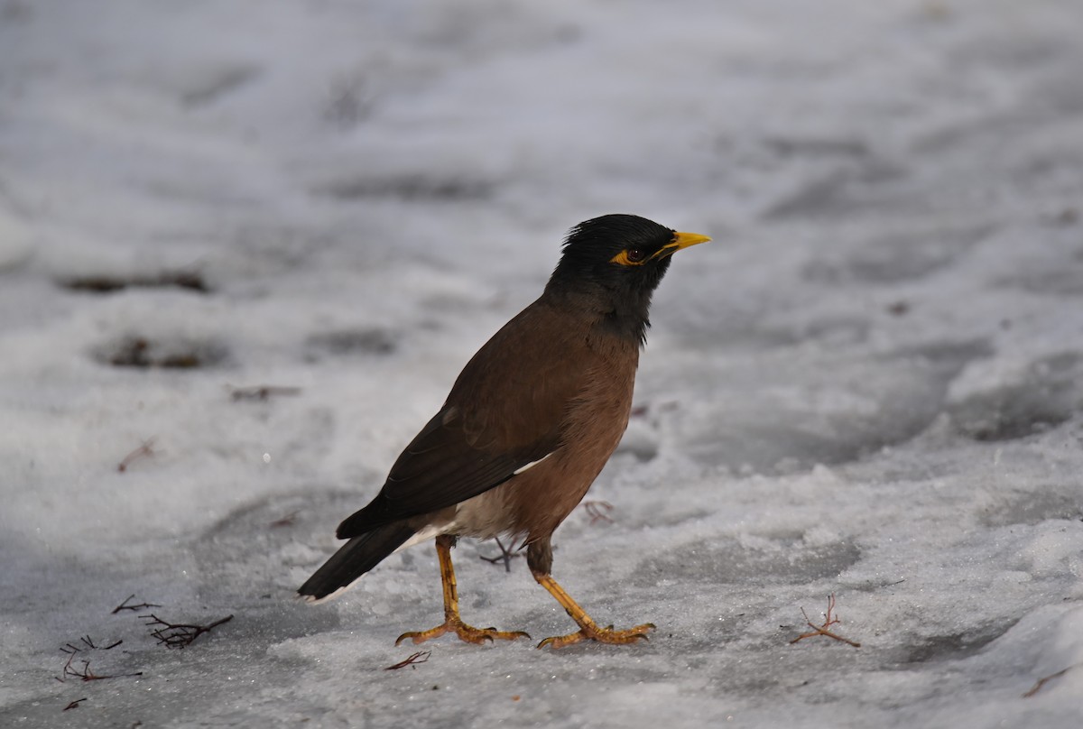 Common Myna - ML646982487