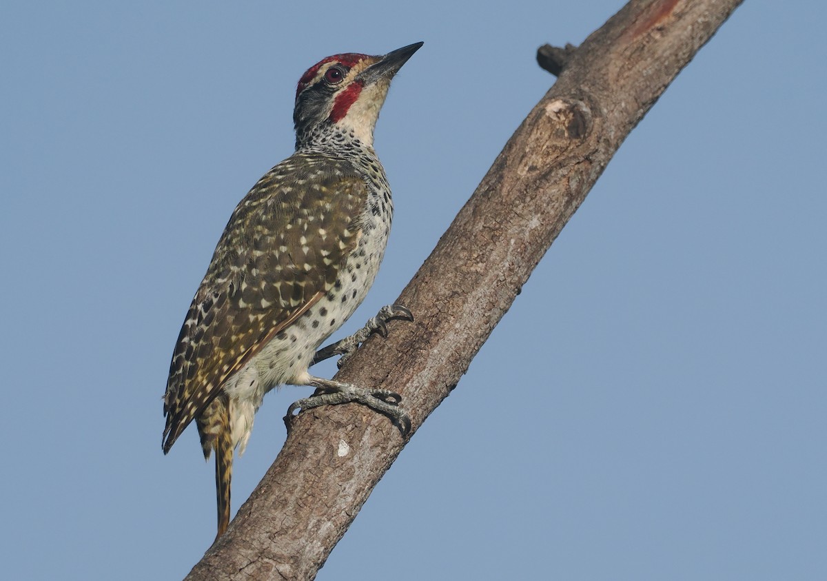 Nubierspecht - ML646982493