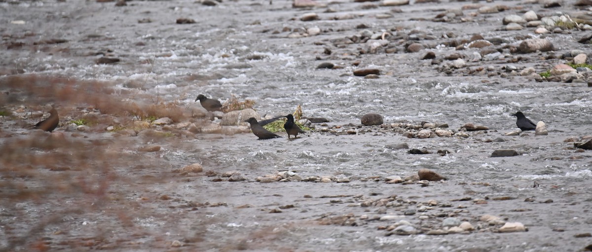 Carrion Crow - ML646982496