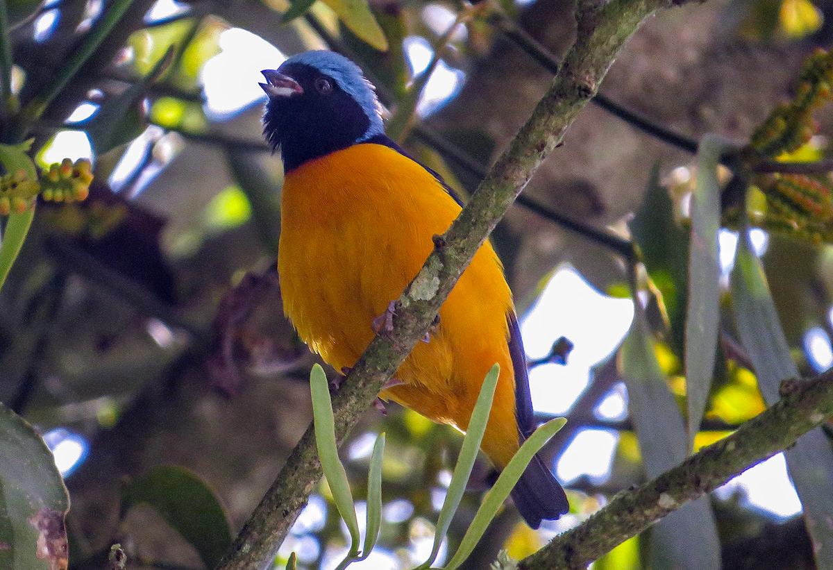 Golden-rumped Euphonia - ML646982506