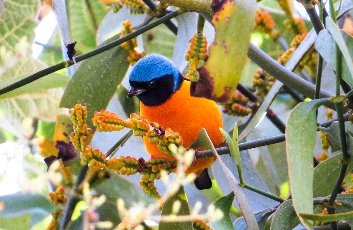 Golden-rumped Euphonia - ML646982508