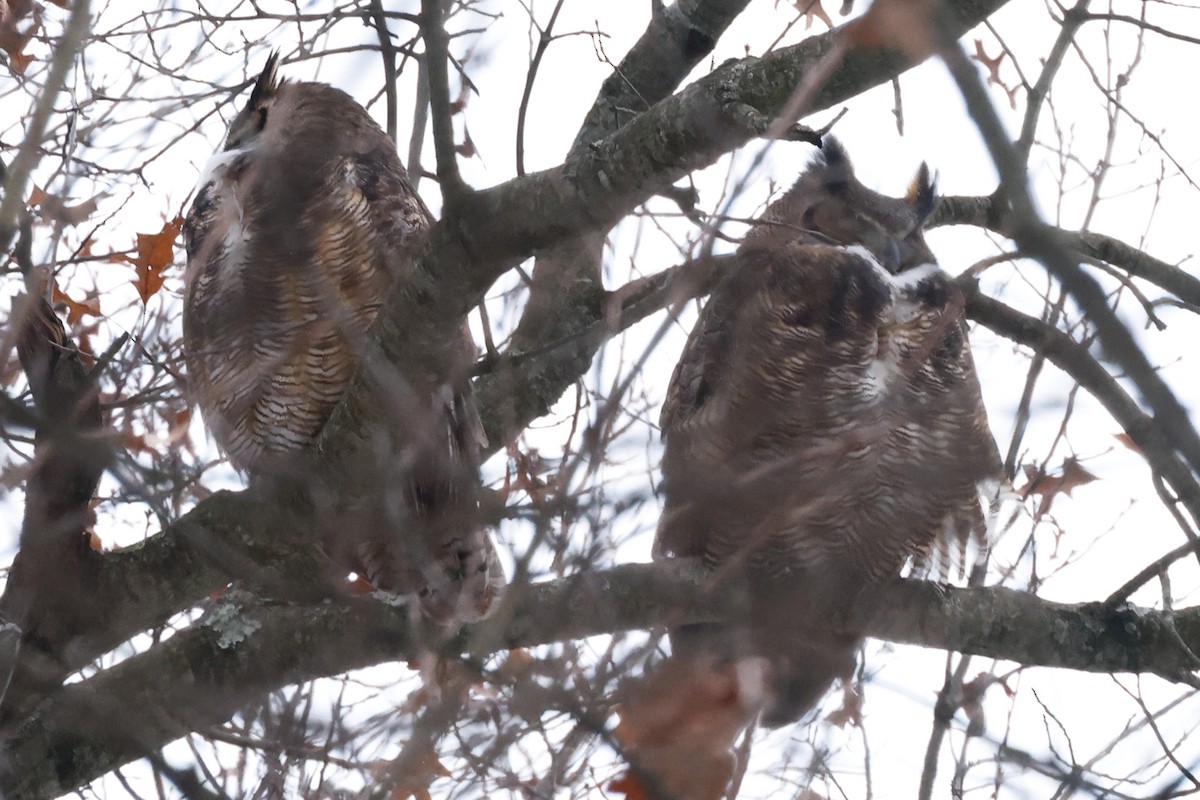 Virginiauhu - ML646982509