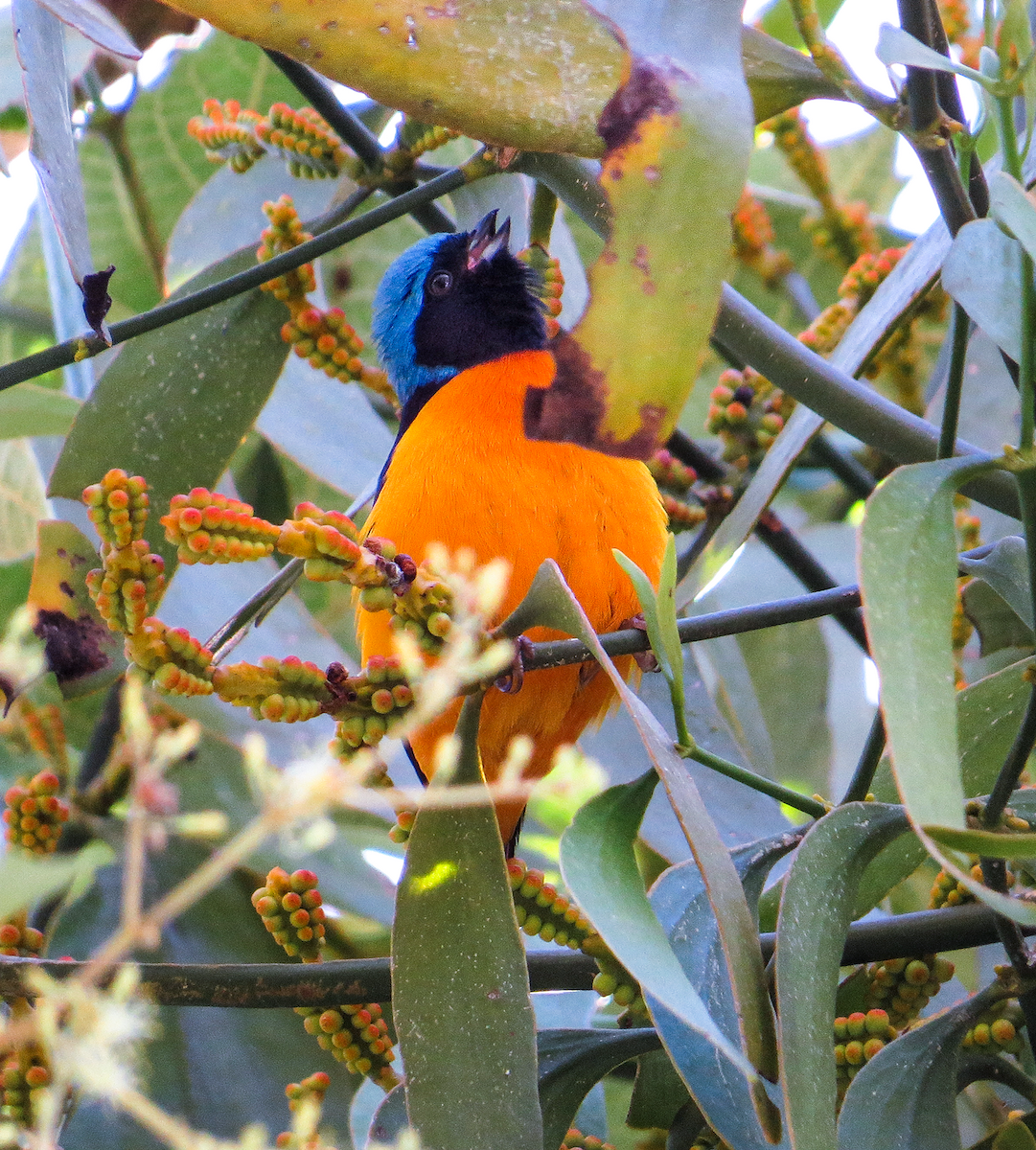 Golden-rumped Euphonia - ML646982510