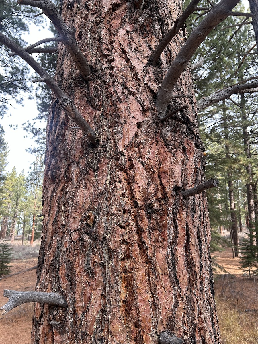 Williamson's Sapsucker - ML646982513