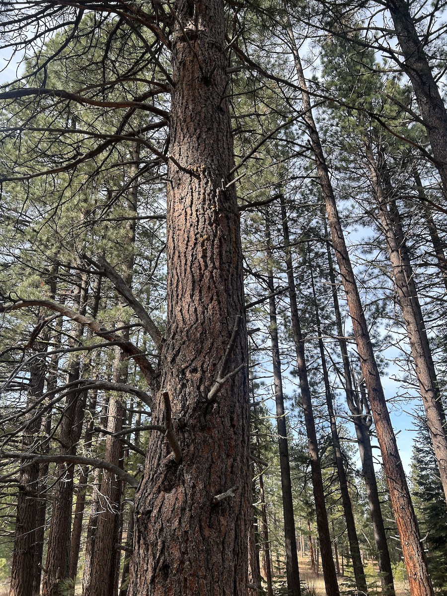 Williamson's Sapsucker - ML646982514