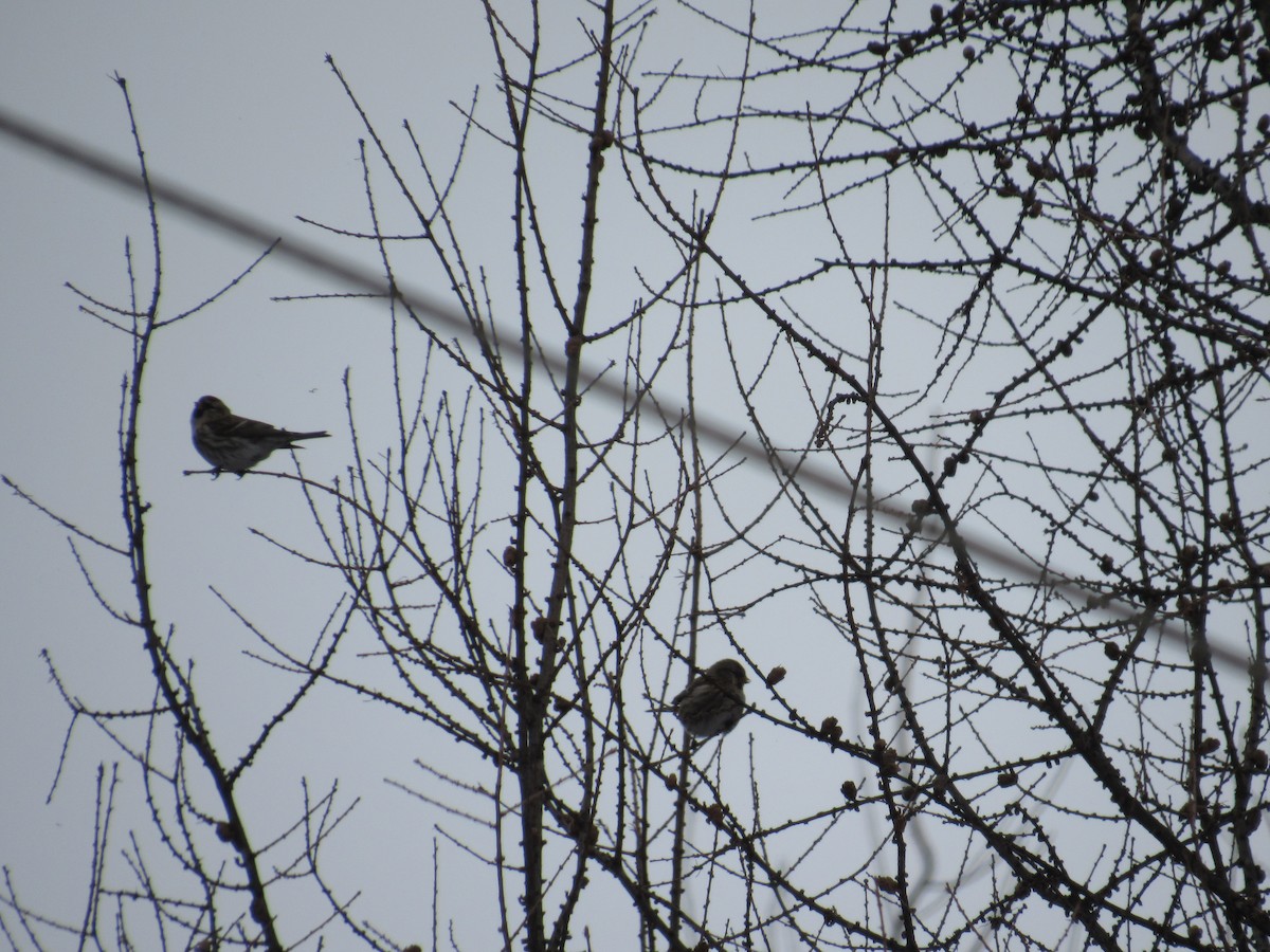 Redpoll - ML646982516