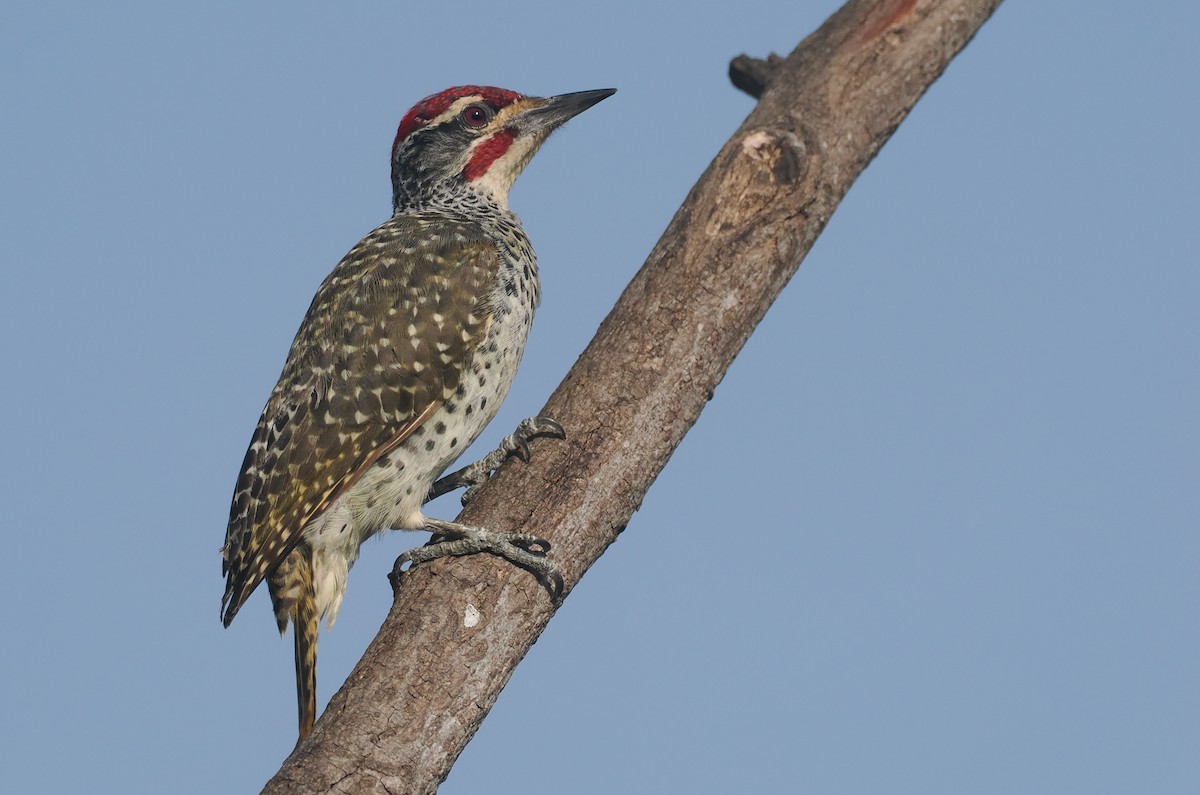 Nubierspecht - ML646982517