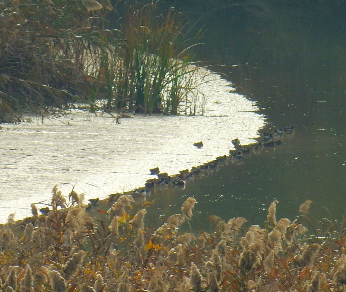 Green-winged Teal - ML646982518