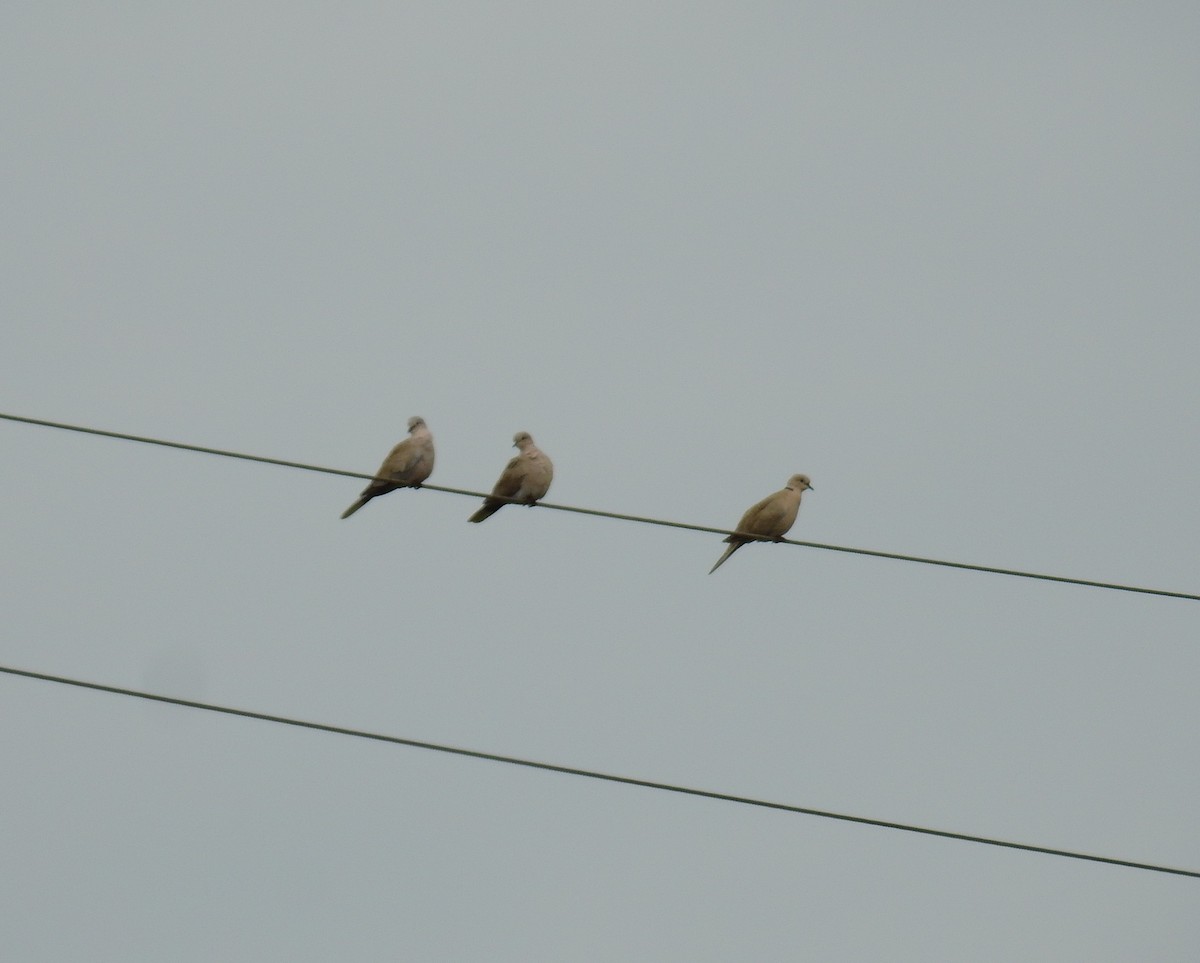 Tourterelle turque - ML646982519