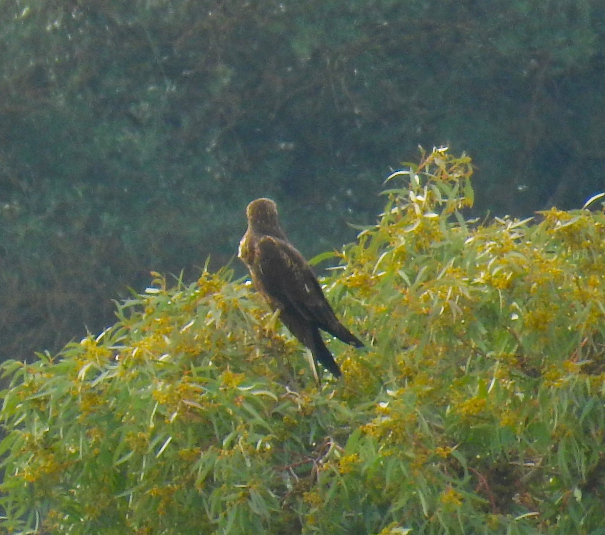 Western Marsh Harrier - ML646982520