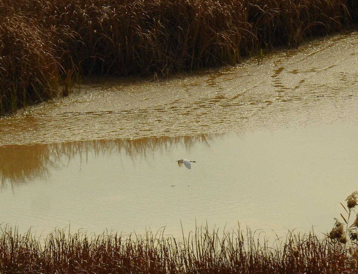Little Egret - ML646982524