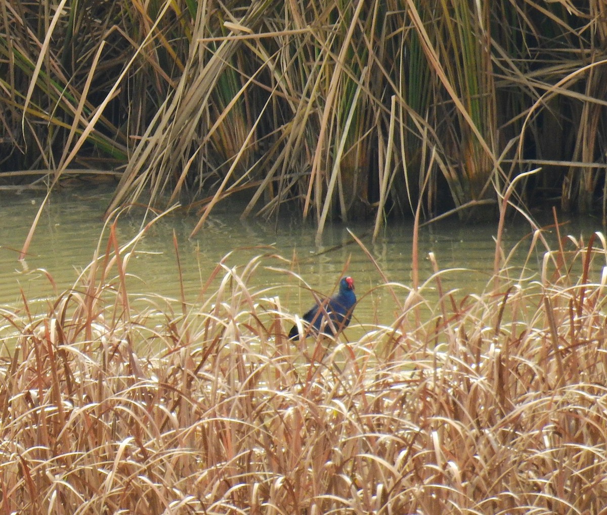 Western Swamphen - ML646982525