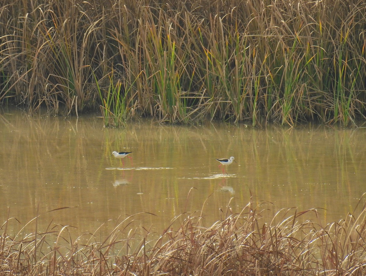 Black-winged Stilt - ML646982526