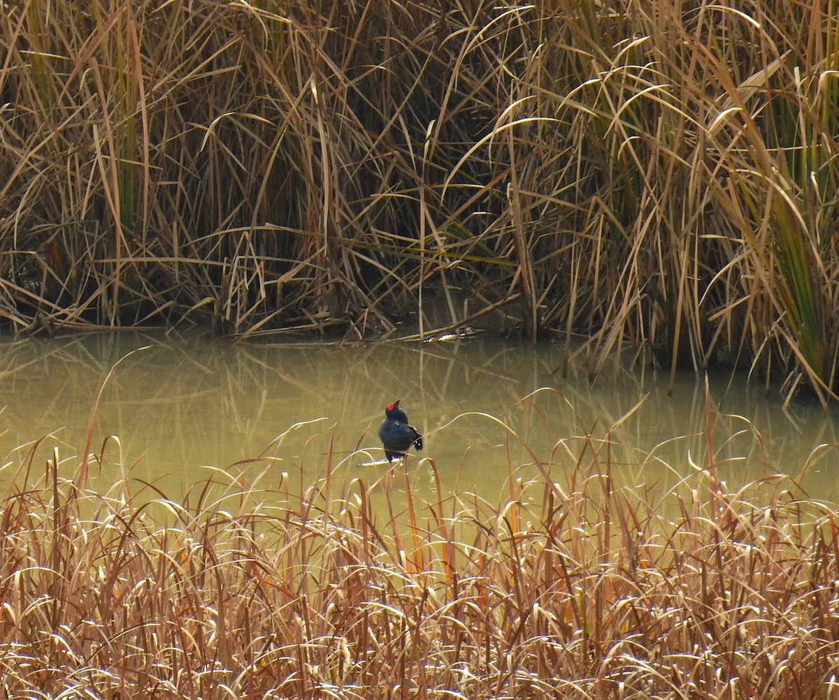 Western Swamphen - ML646982527