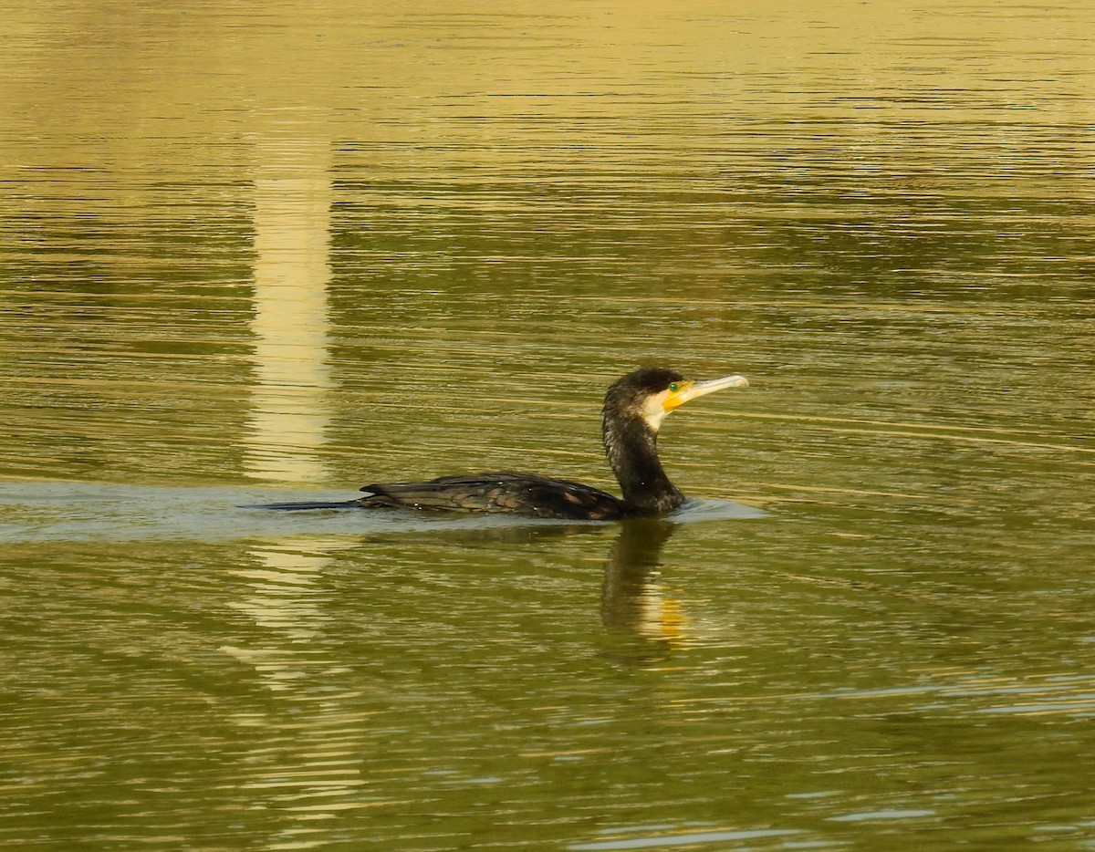 Great Cormorant - ML646982528