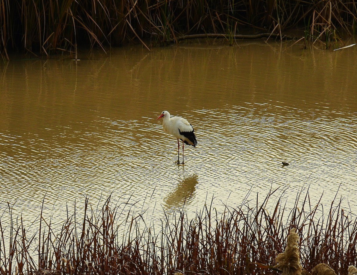 White Stork - ML646982531