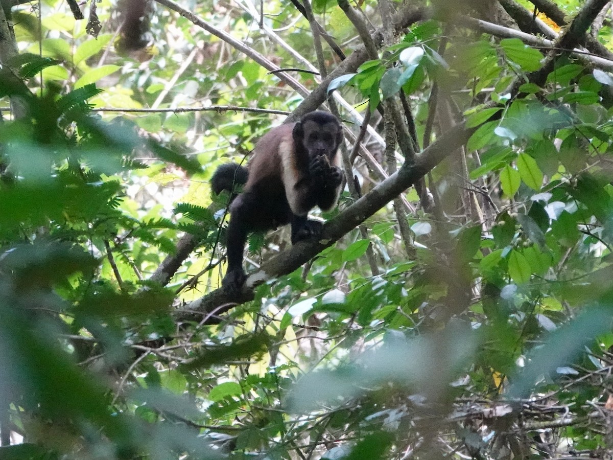 Brown Capuchin - ML646982532