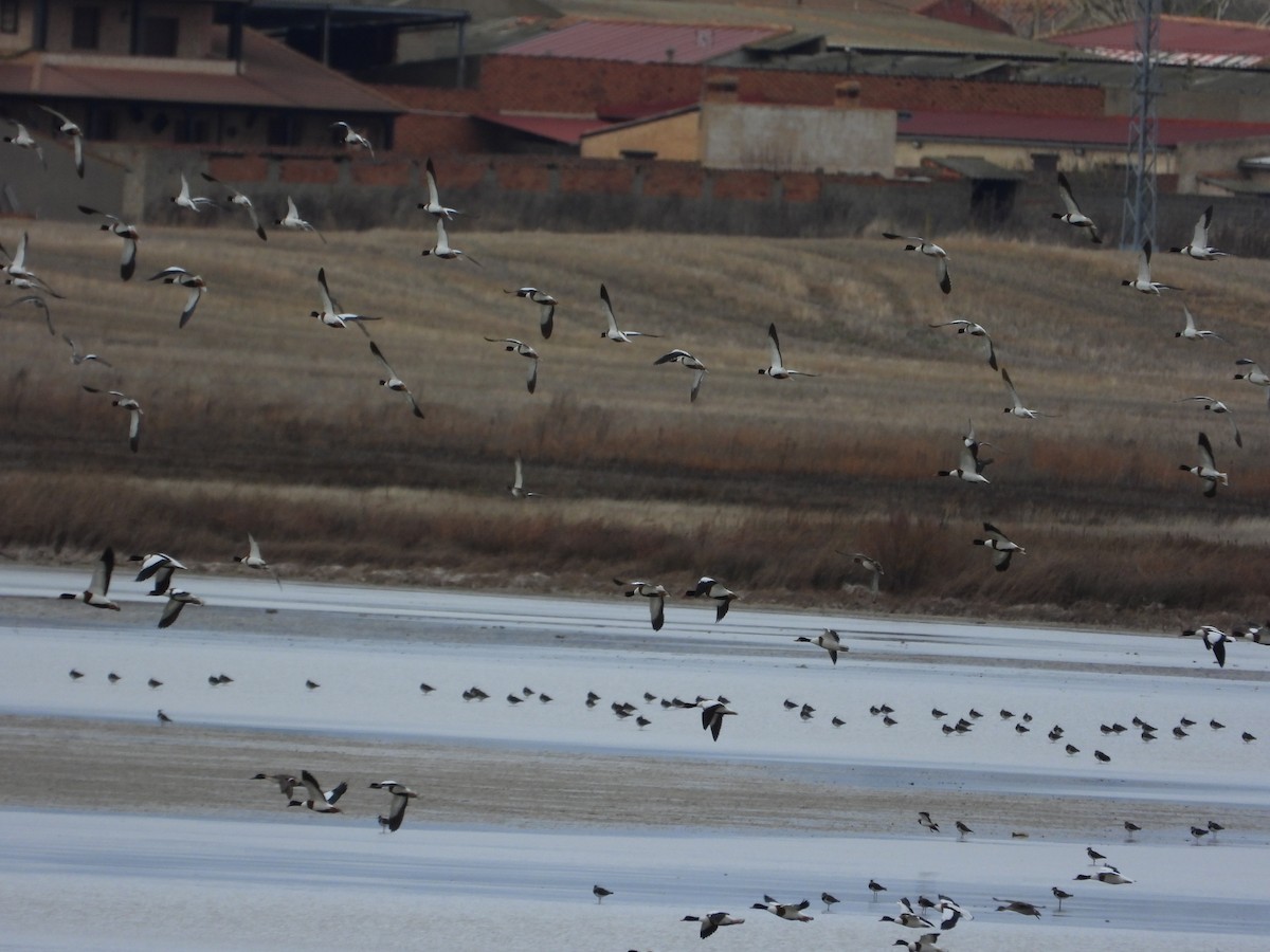 Paita arrunta - ML646982534