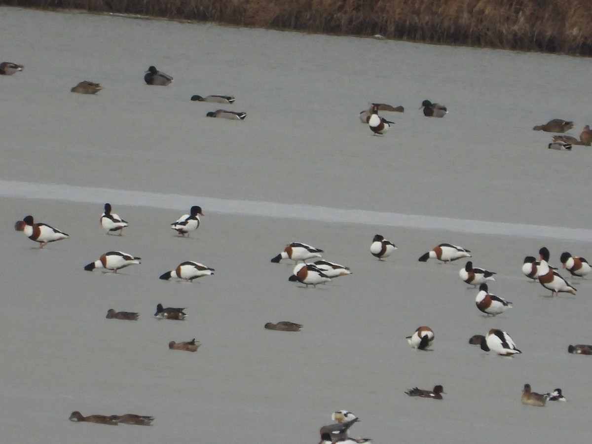 Paita arrunta - ML646982535