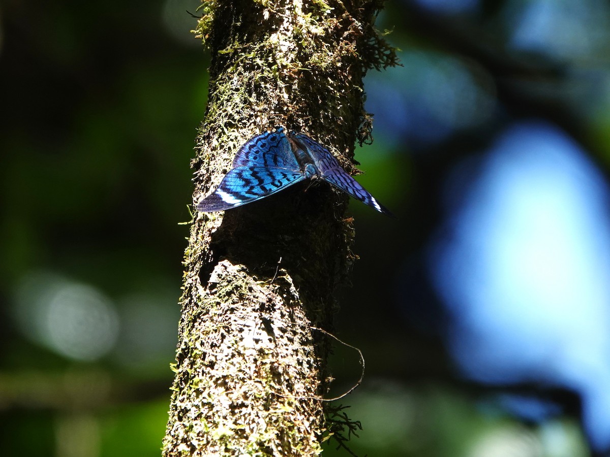 Procilla Beauty - ML646982536