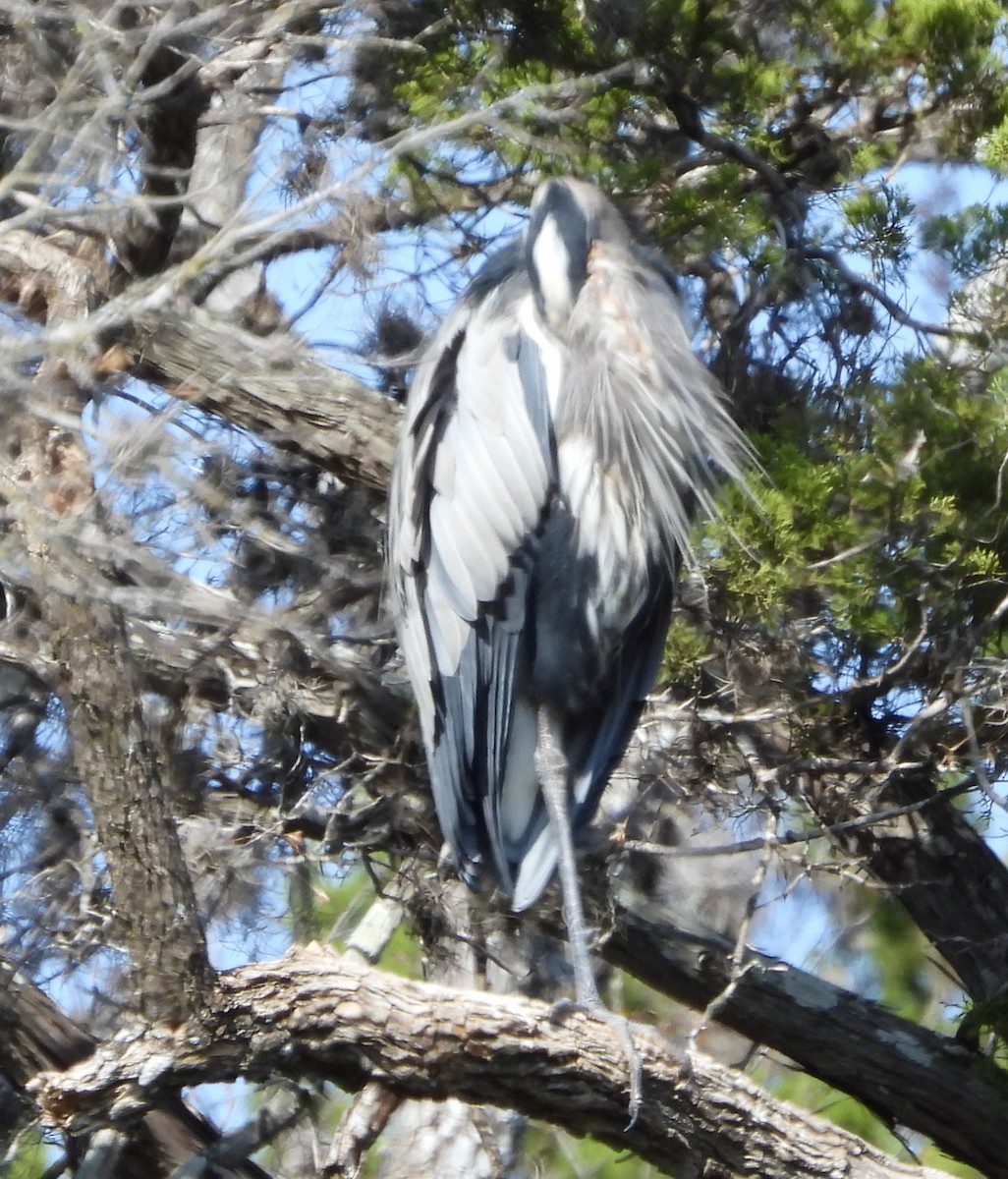 Grand Héron - ML646982538