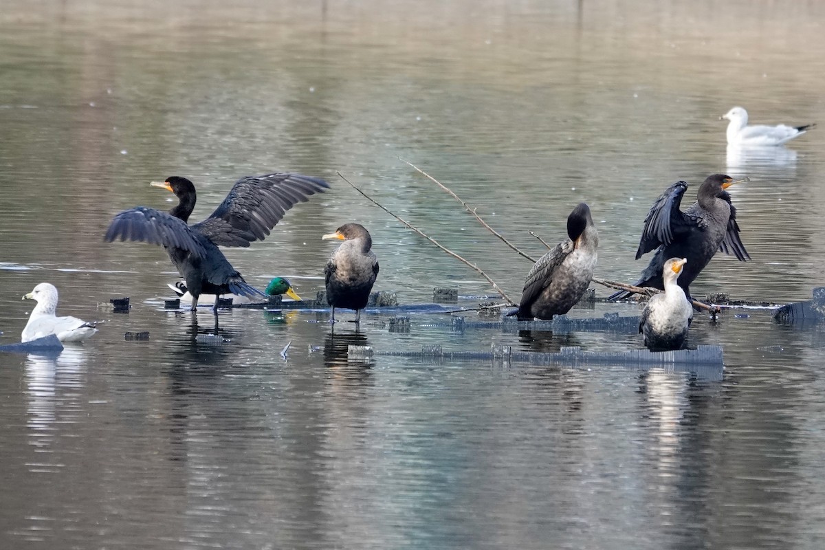Double-crested Cormorant - ML646982541
