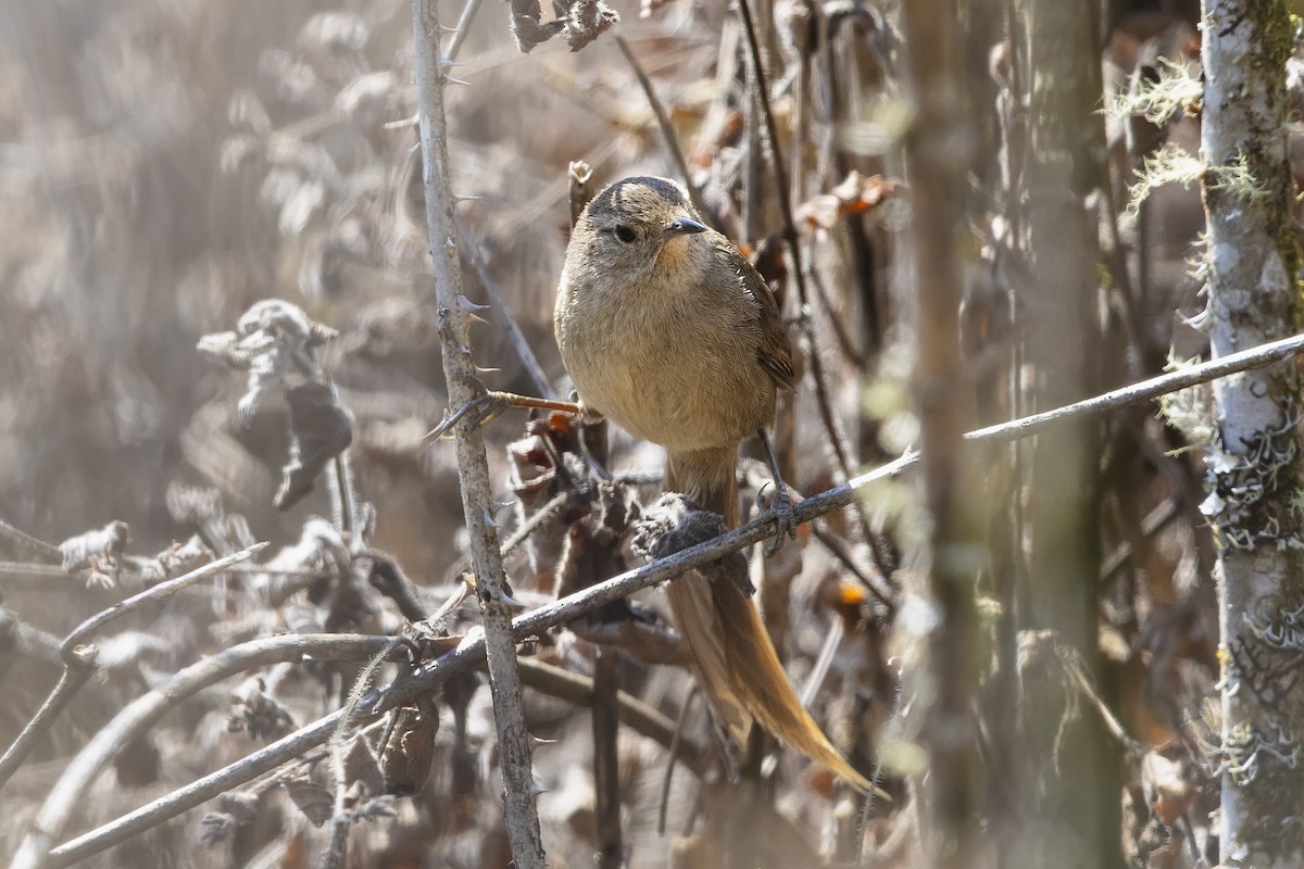 Itatiaia Spinetail - ML646982545