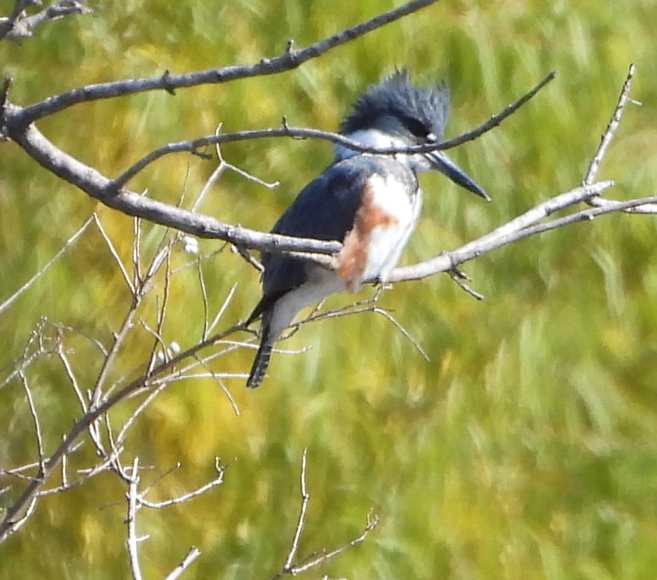 Martin-pêcheur d'Amérique - ML646982546
